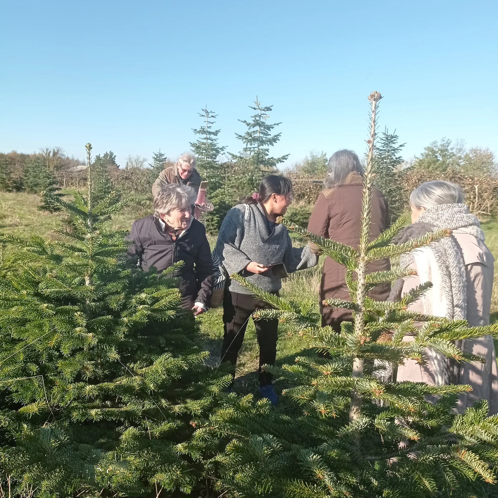 Sapin de noël 