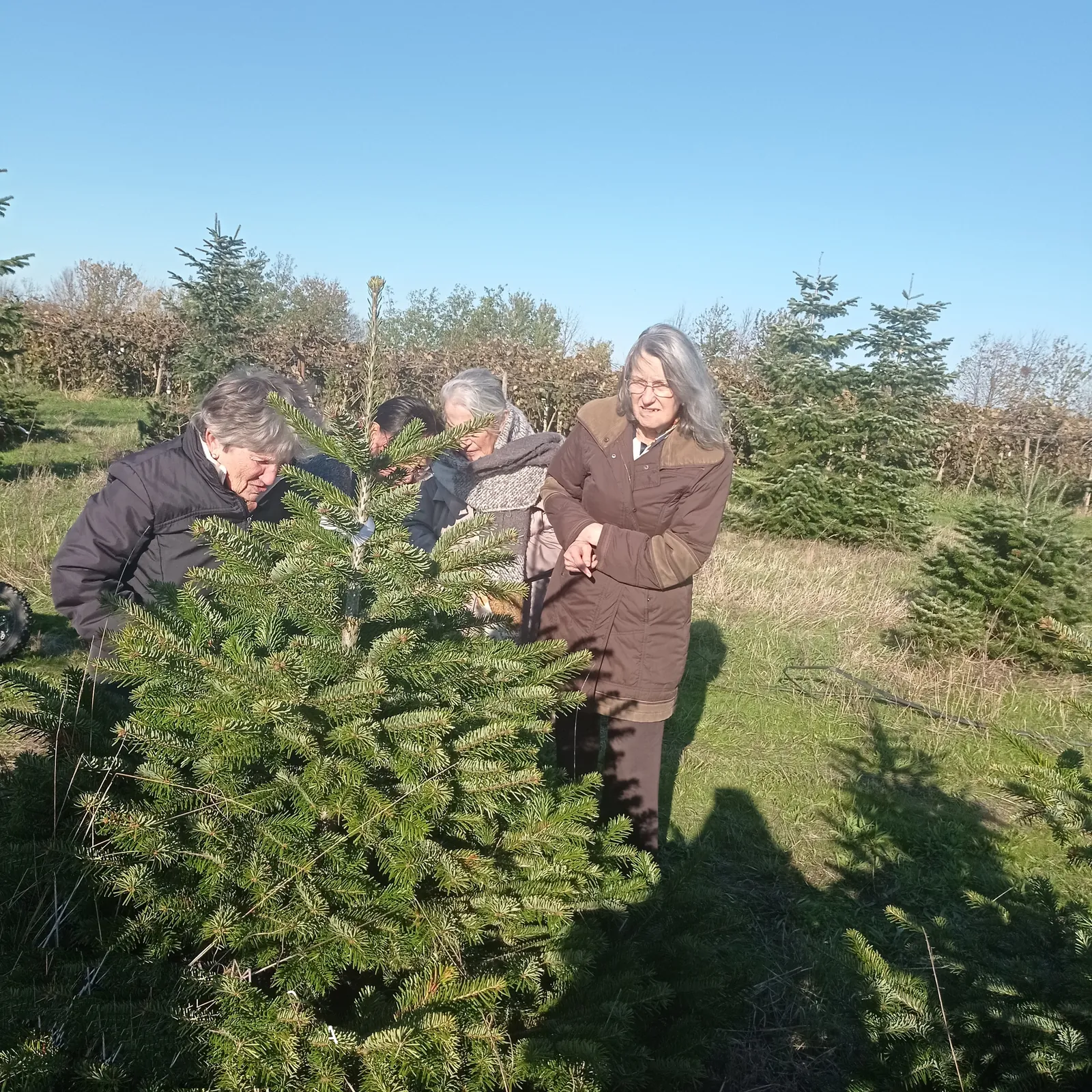 Sapin de noël 