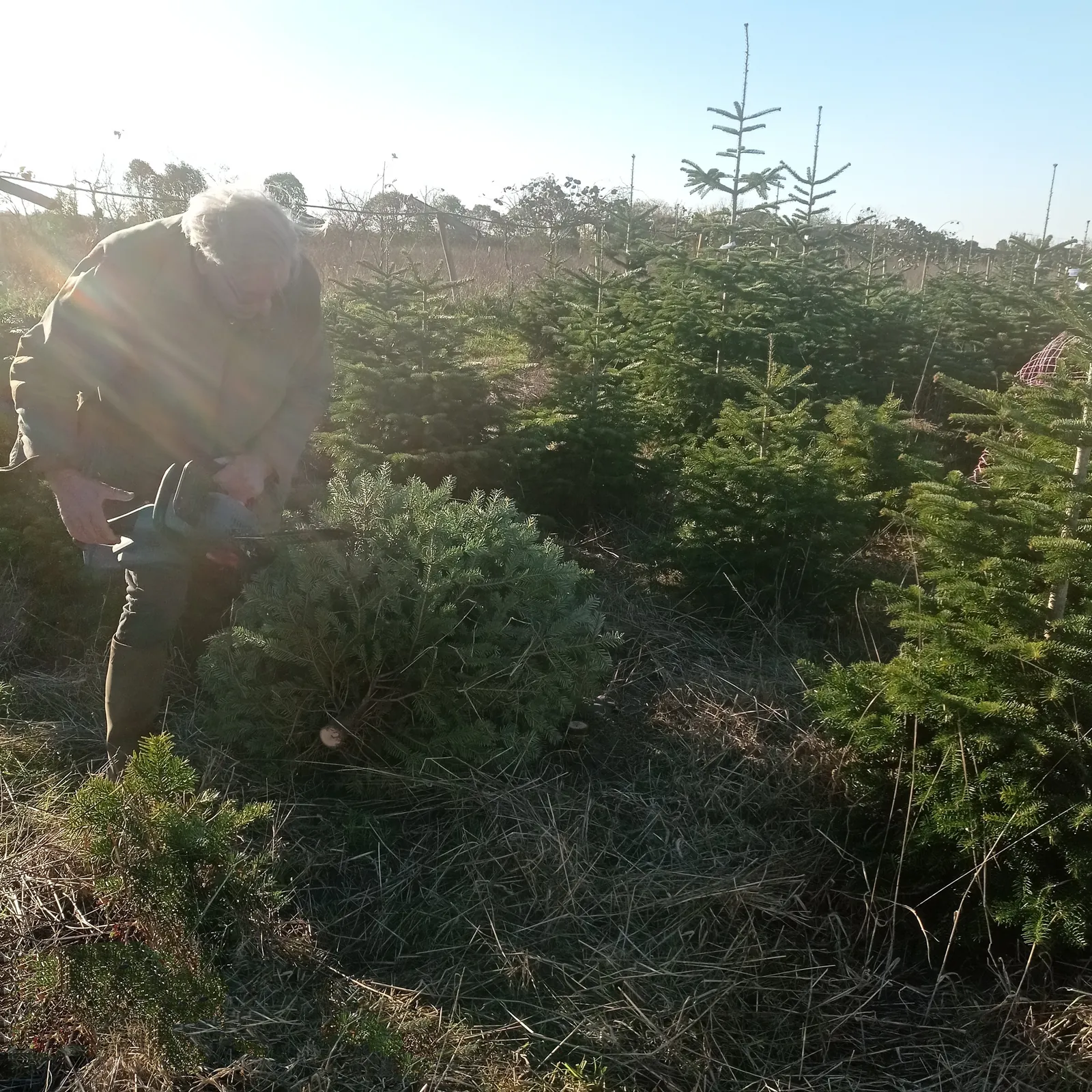 Sapin de noël 