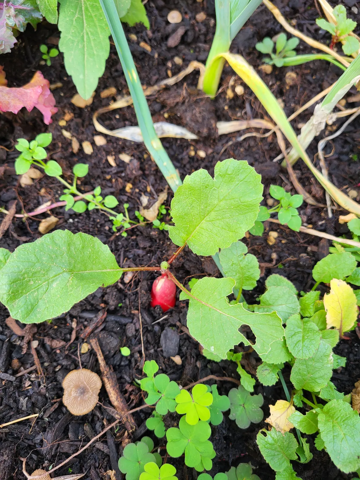 des nouvelles du jardin thérapeutique de la résidence les Adrets 