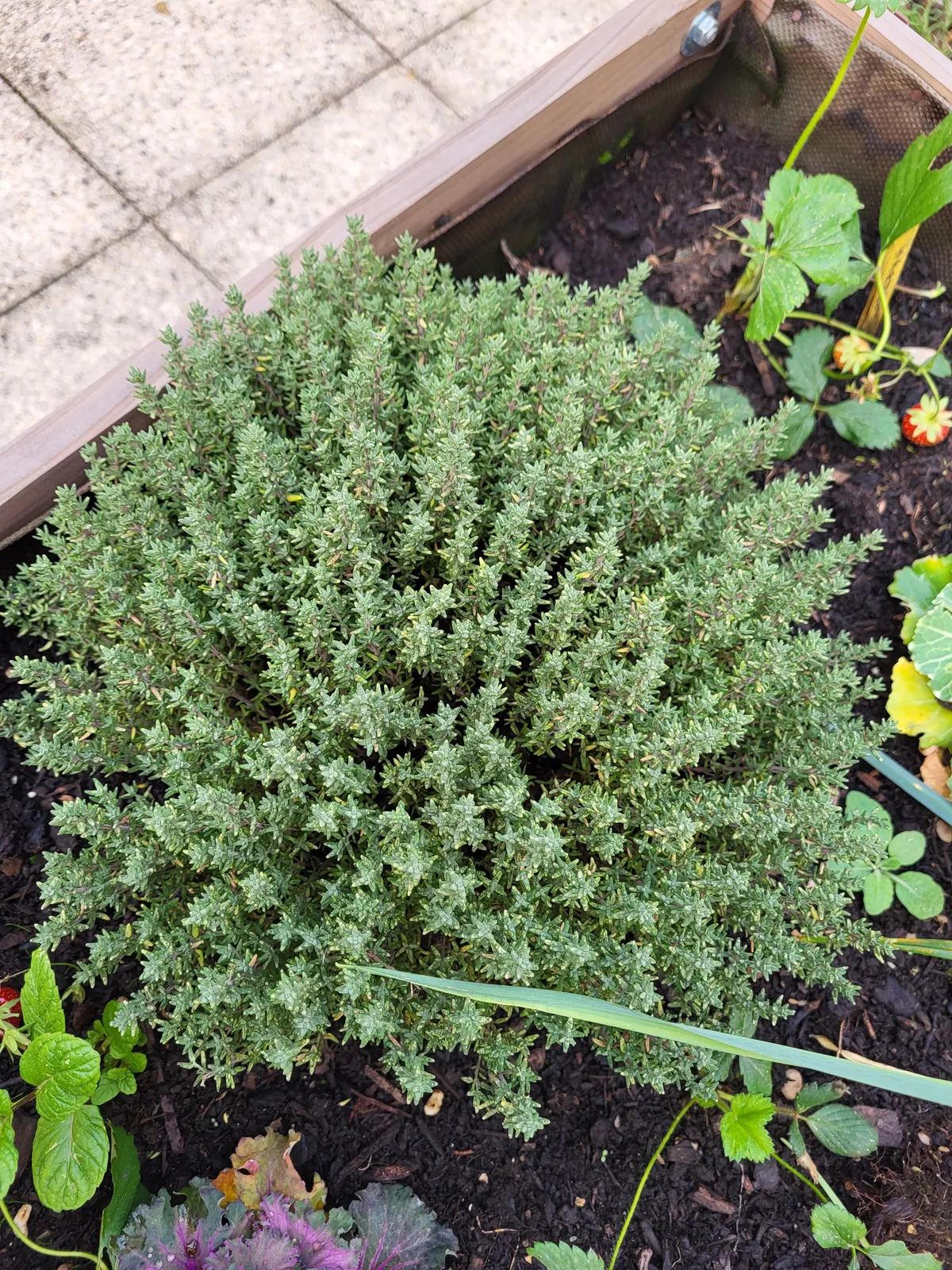 des nouvelles du jardin thérapeutique de la résidence les Adrets 
