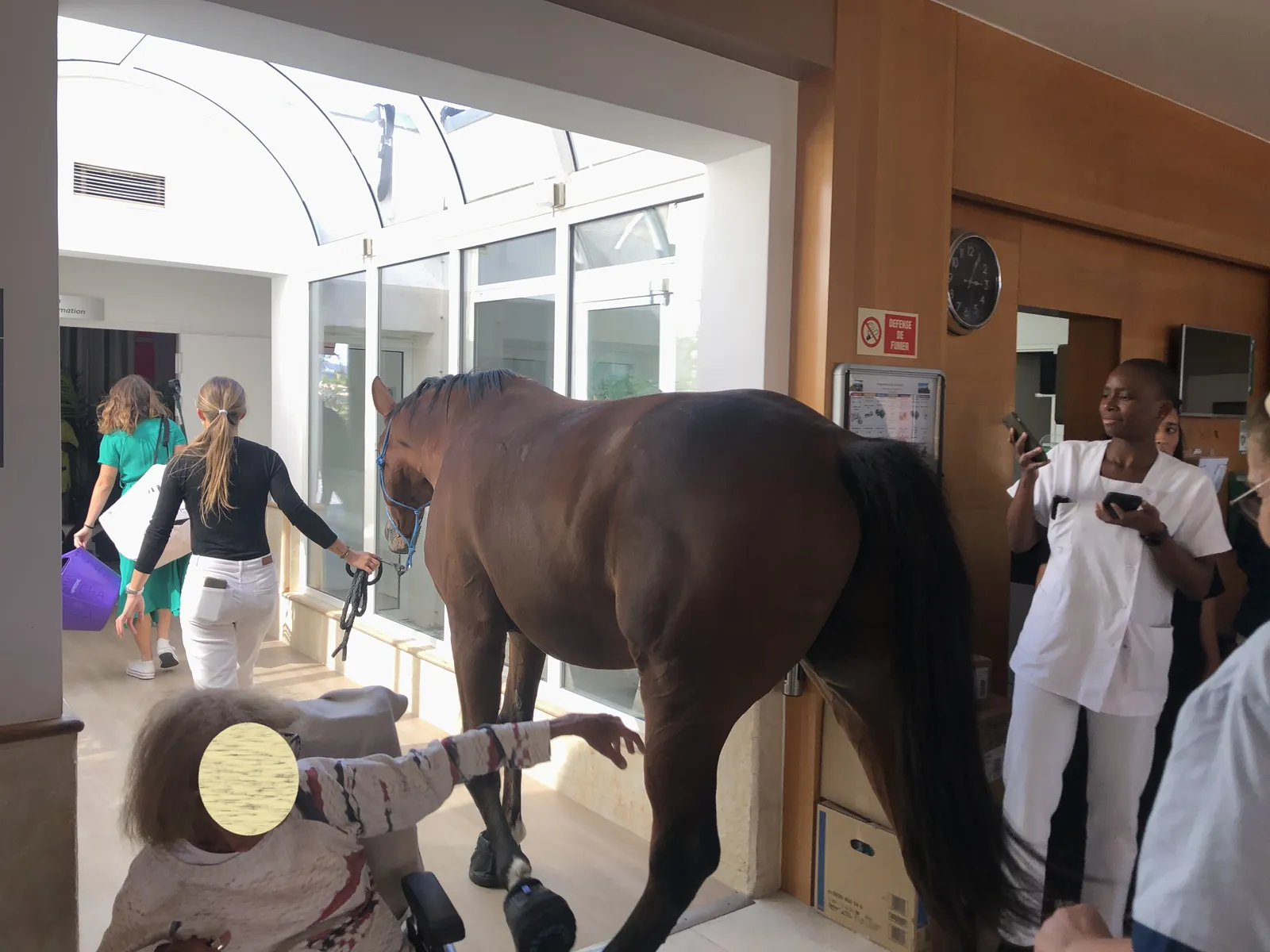 Un cheval à l'EHPAD