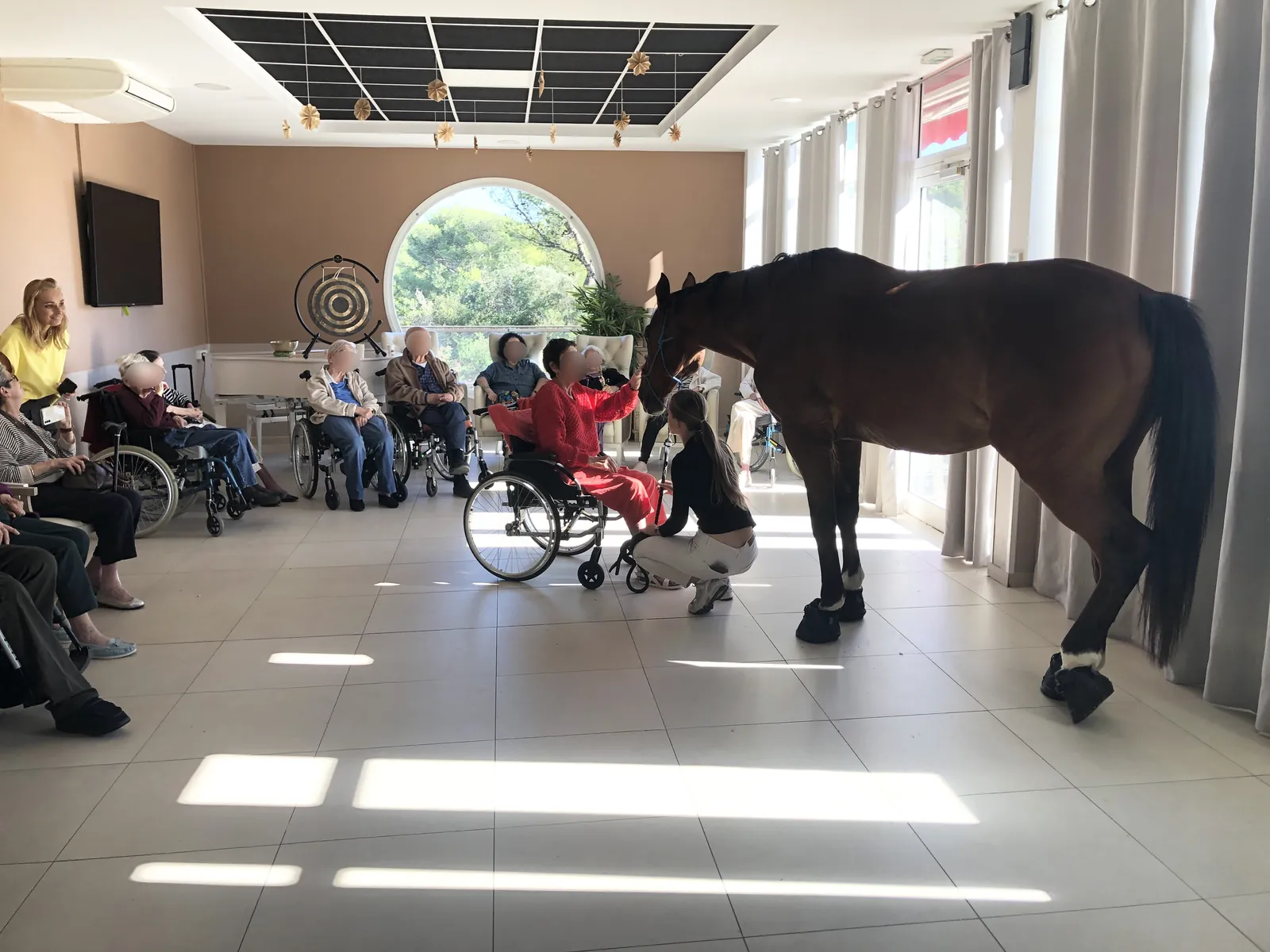 Un cheval à l'EHPAD
