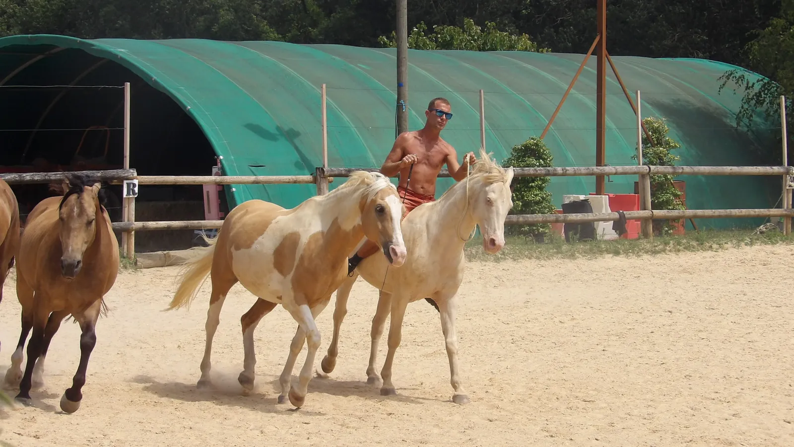 Sortie enchantée aux Écuries de Firia : chevaux, retrouvailles et douceurs partagées !