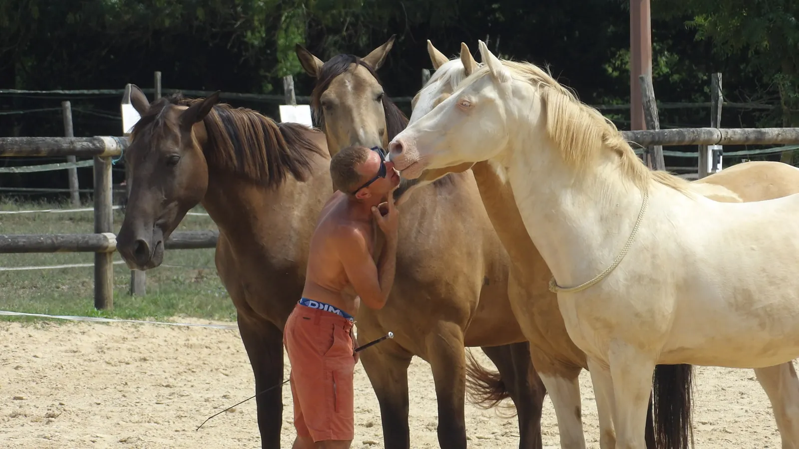 Sortie enchantée aux Écuries de Firia : chevaux, retrouvailles et douceurs partagées !
