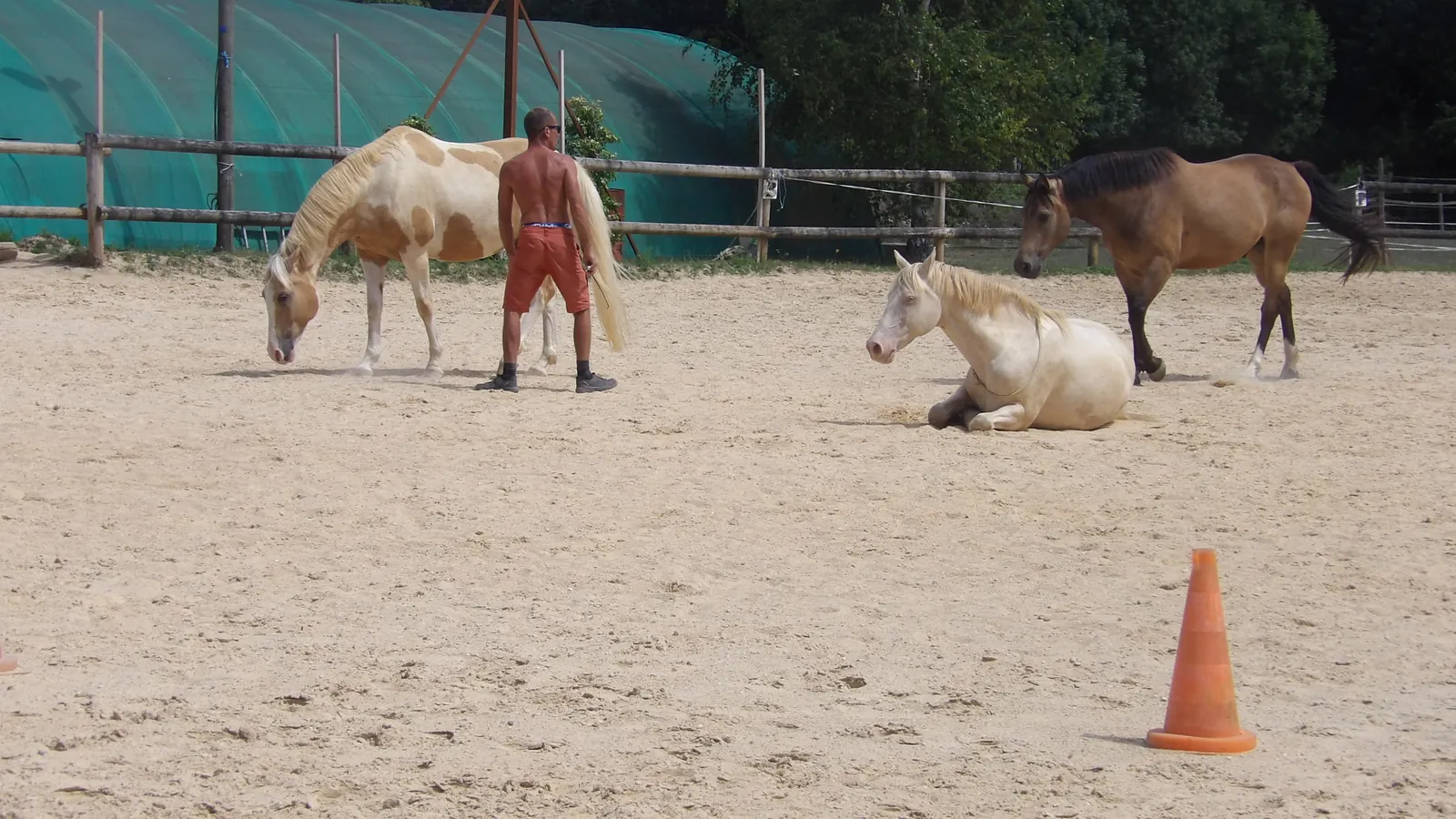 Sortie enchantée aux Écuries de Firia : chevaux, retrouvailles et douceurs partagées !