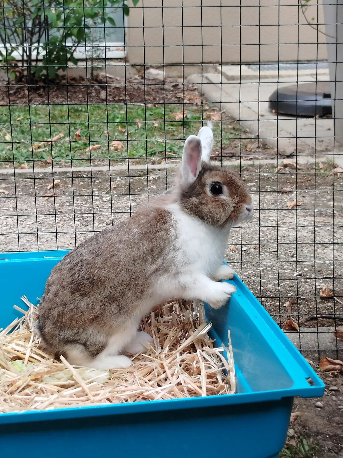 Ça y est… notre petite lapine est arrivée à la Résidence ! 