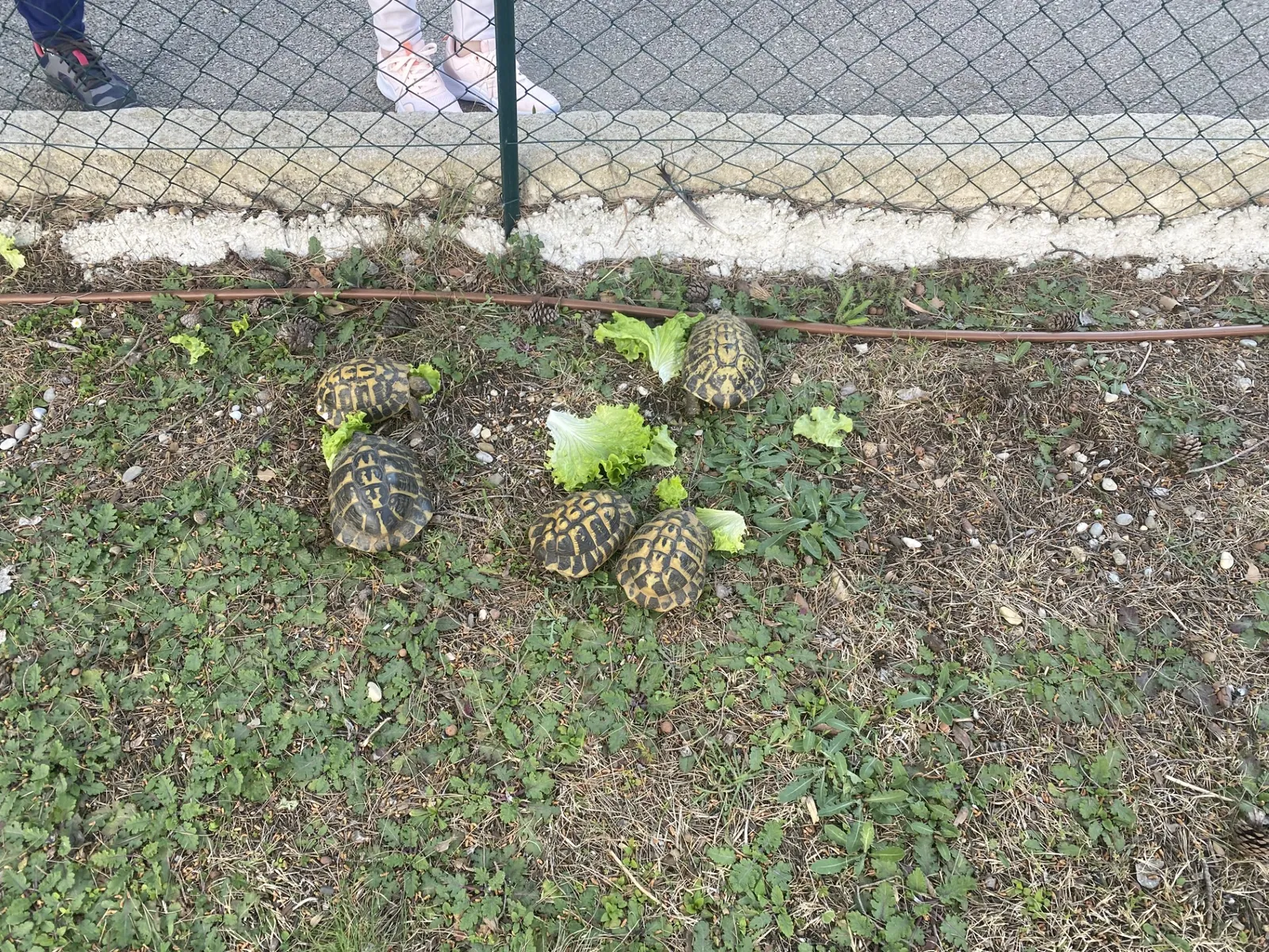Tortues 