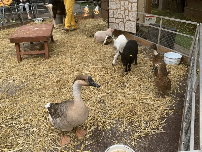 A la ferme pour débuter la semaine Bleue !