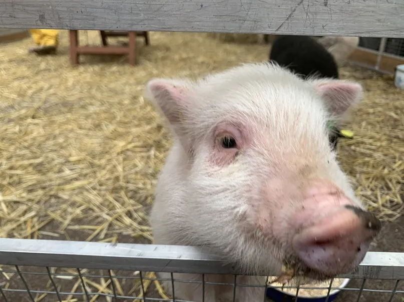 A la ferme pour débuter la semaine Bleue !