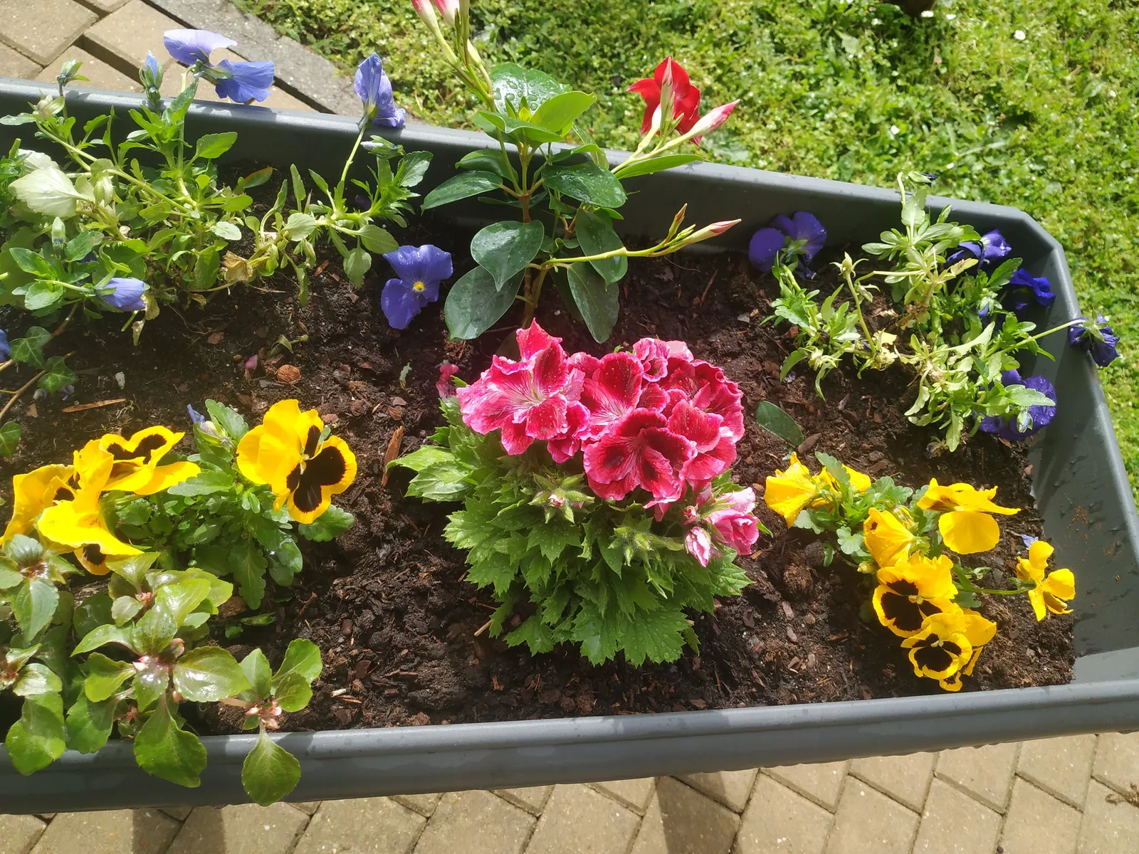 Des fleurs dans les jardinières, quel bonheur  !