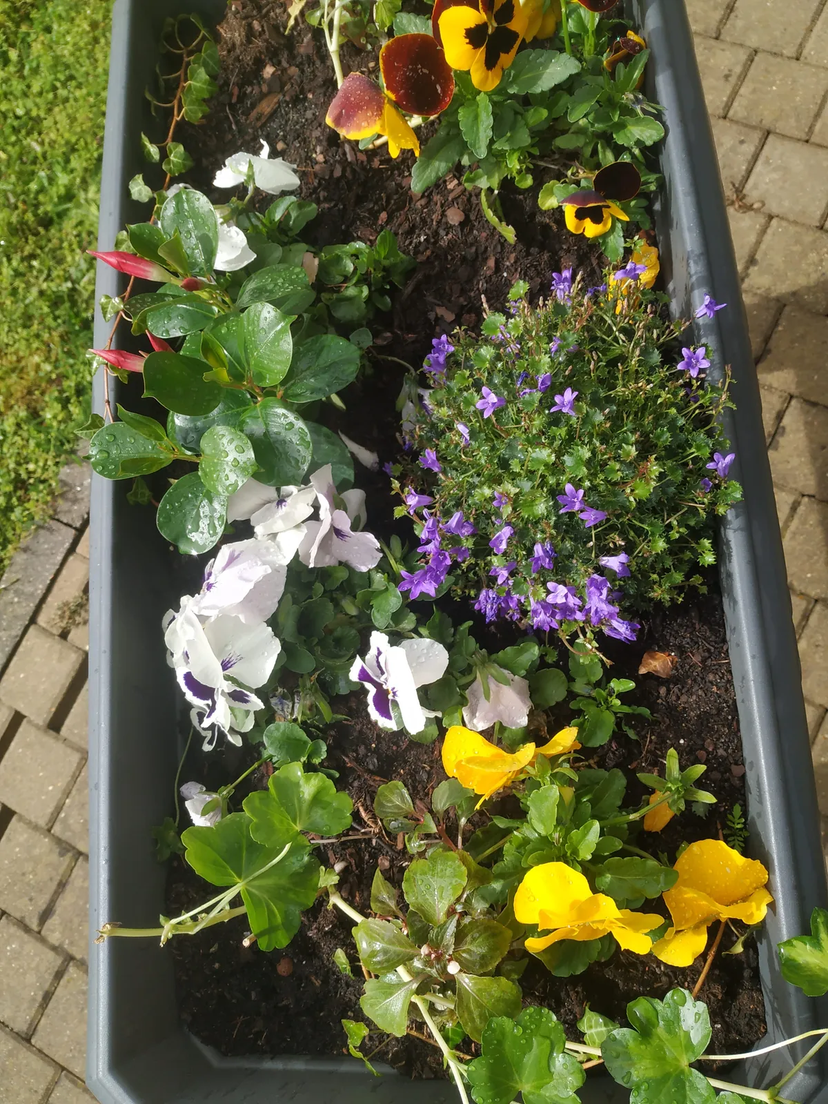 Des fleurs dans les jardinières, quel bonheur  !