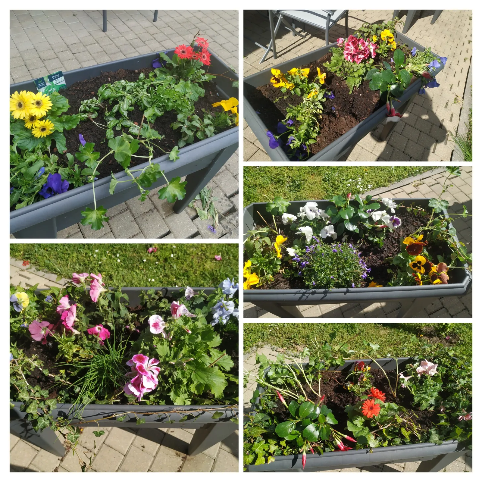Des fleurs dans les jardinières, quel bonheur  !