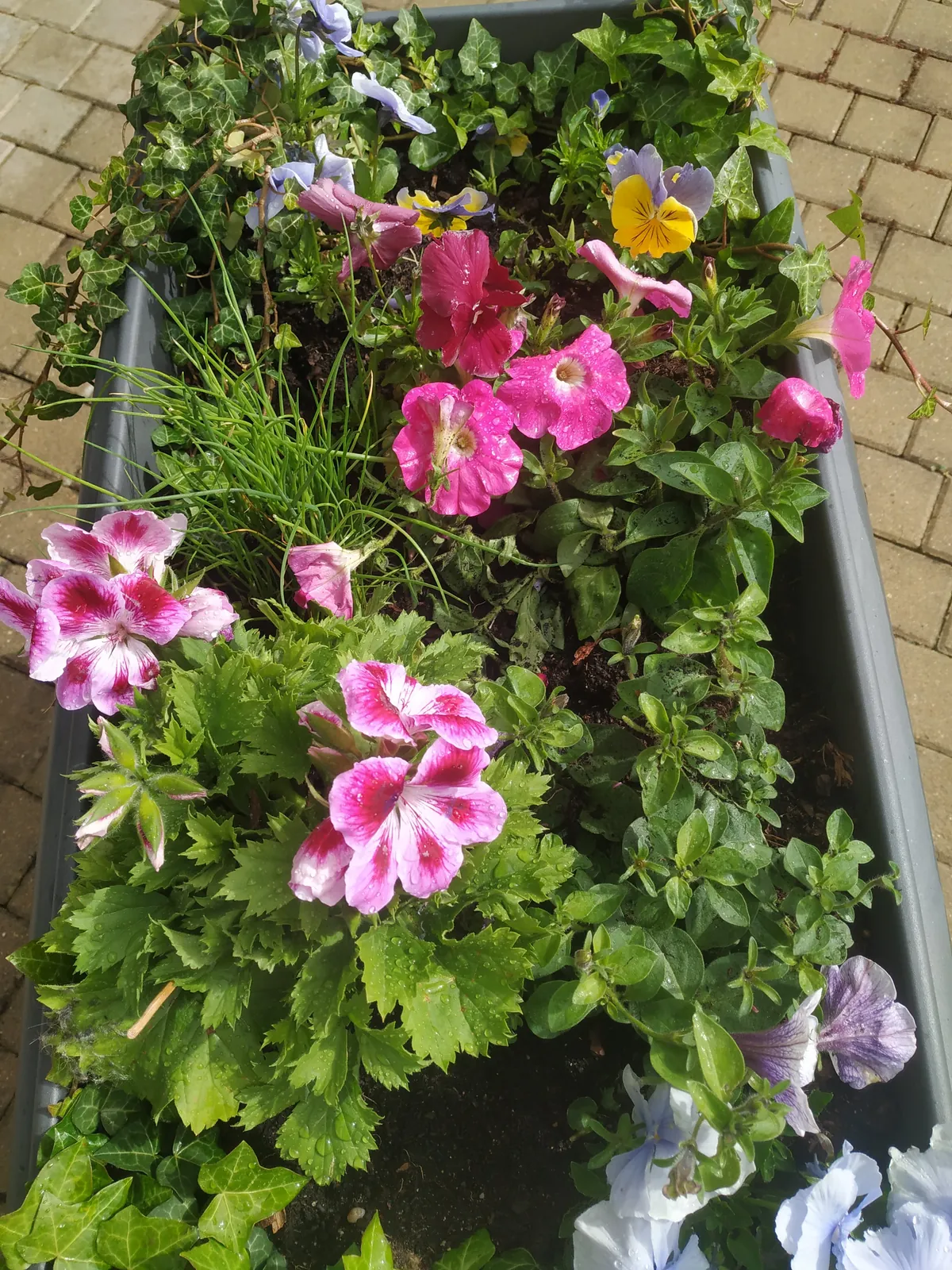 Des fleurs dans les jardinières, quel bonheur  !