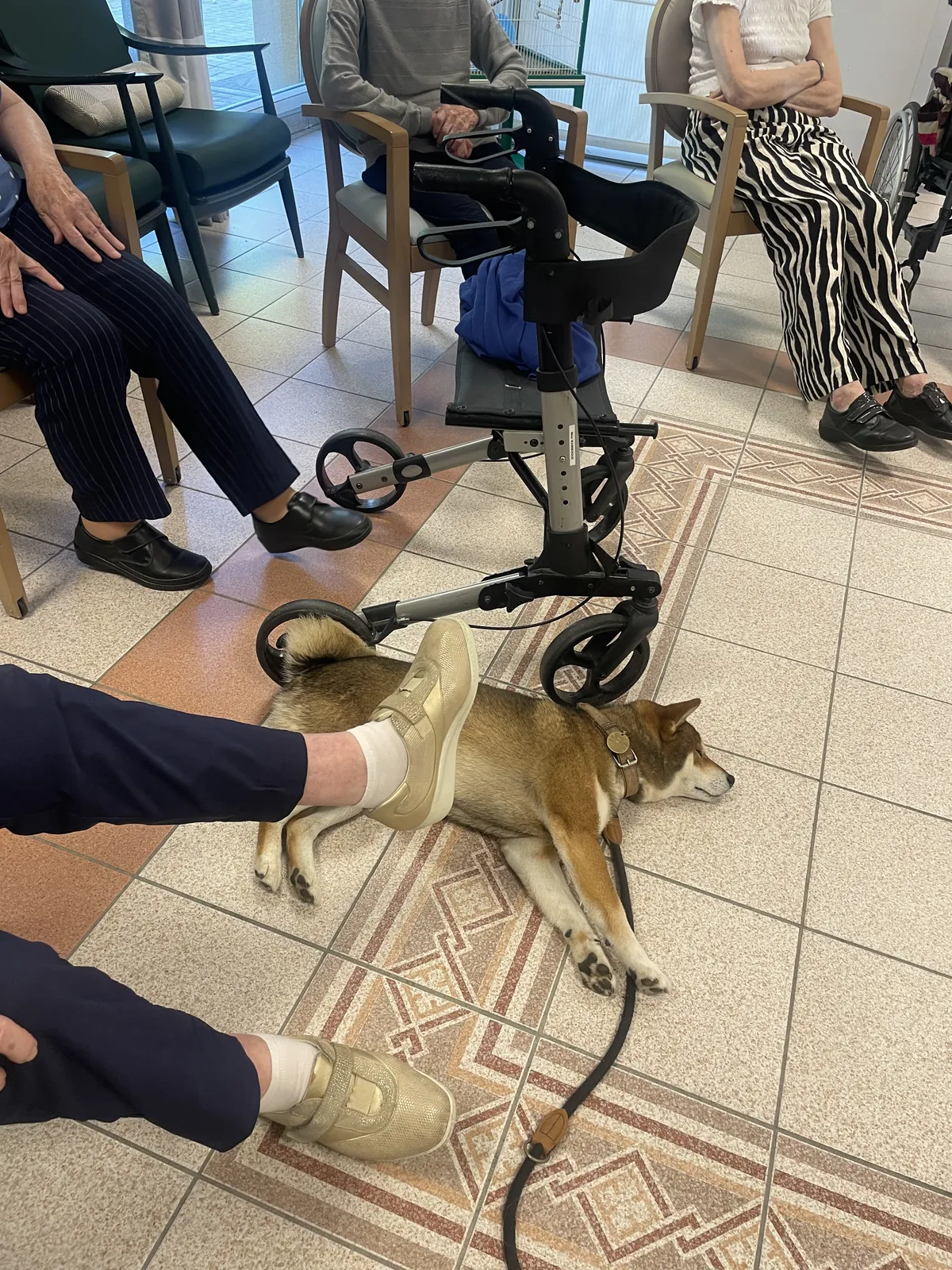 MEDIATION ANIMALE :  Visite de Tango 