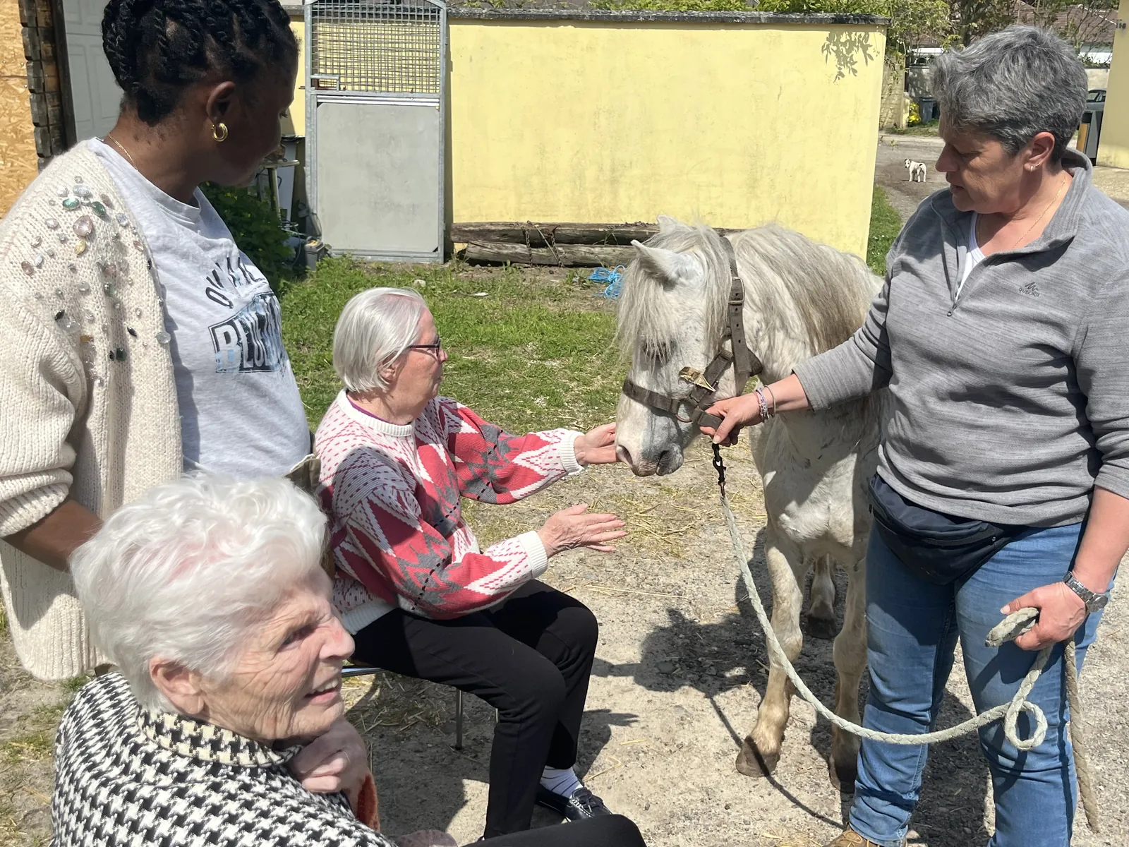 Découverte d'un nouveau Poney