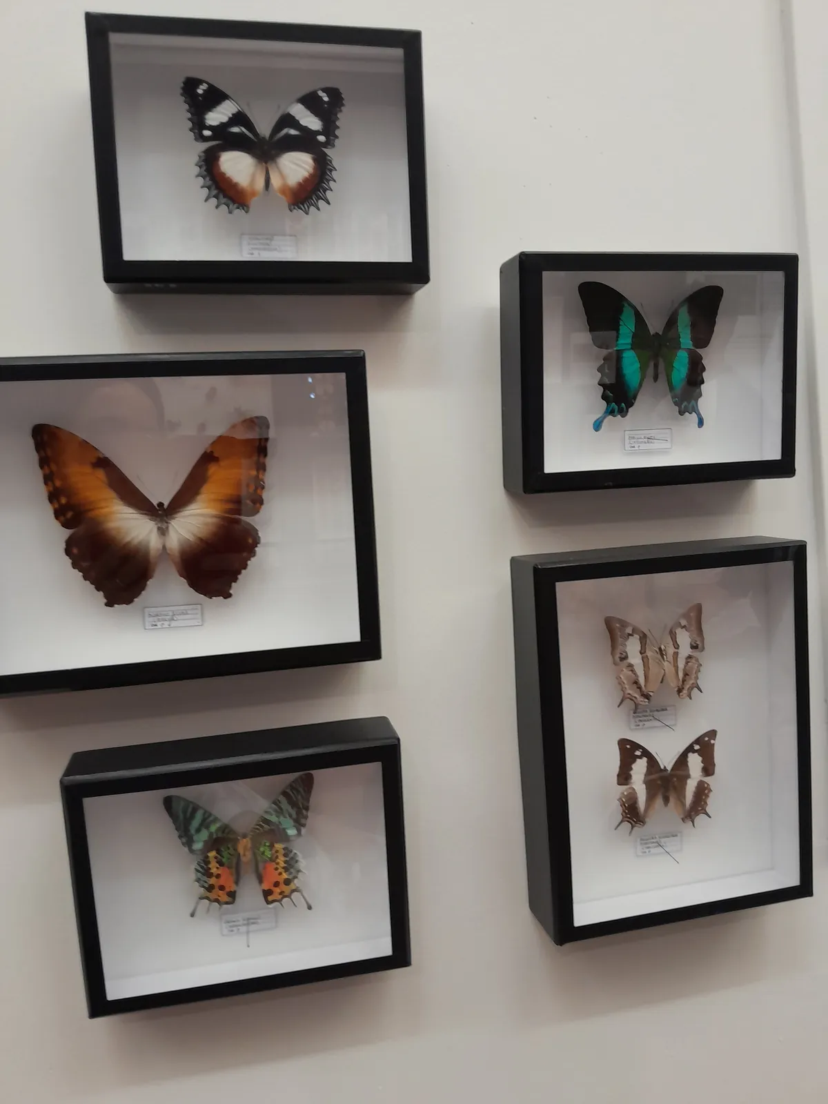 Minute papillon ! 