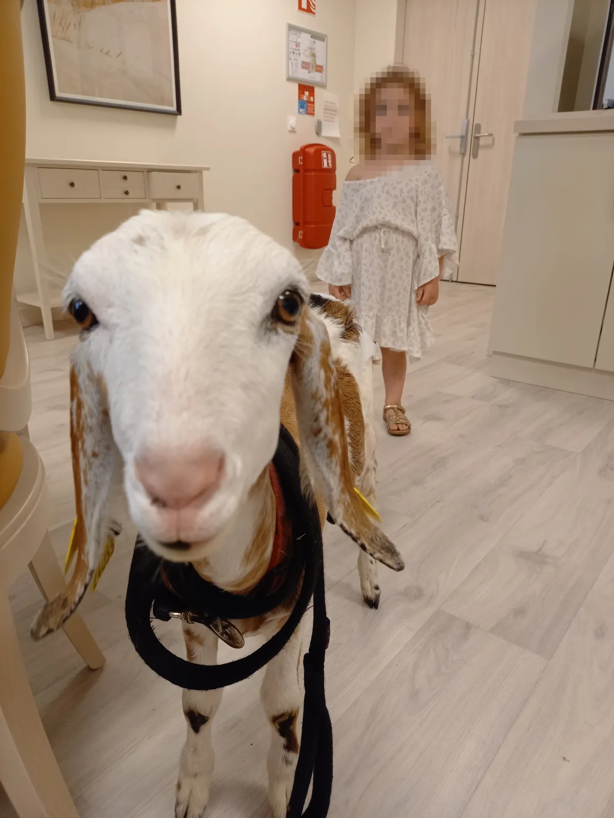 Médiation animale à la résidence !