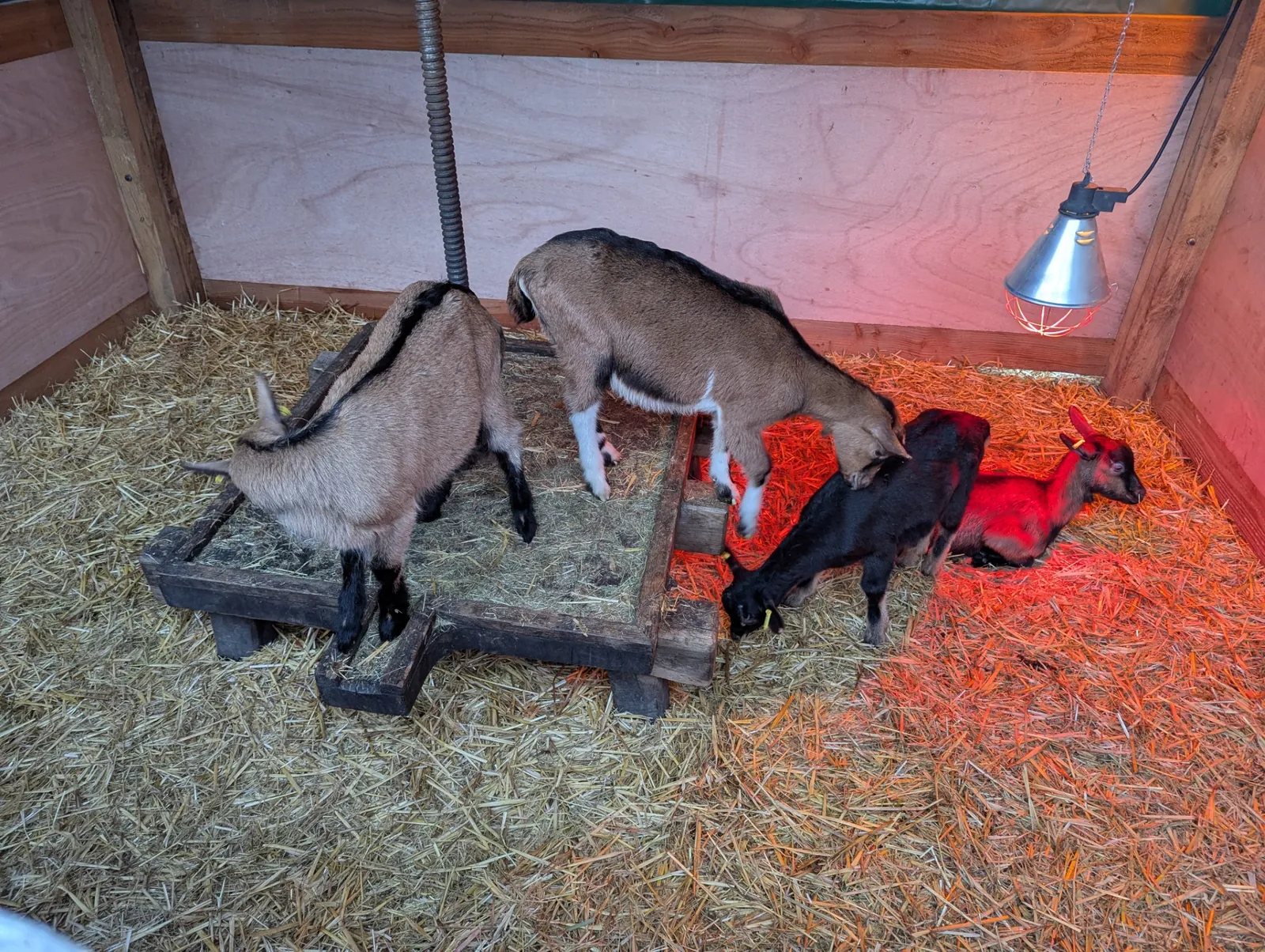 Sortie au marché de Noël 