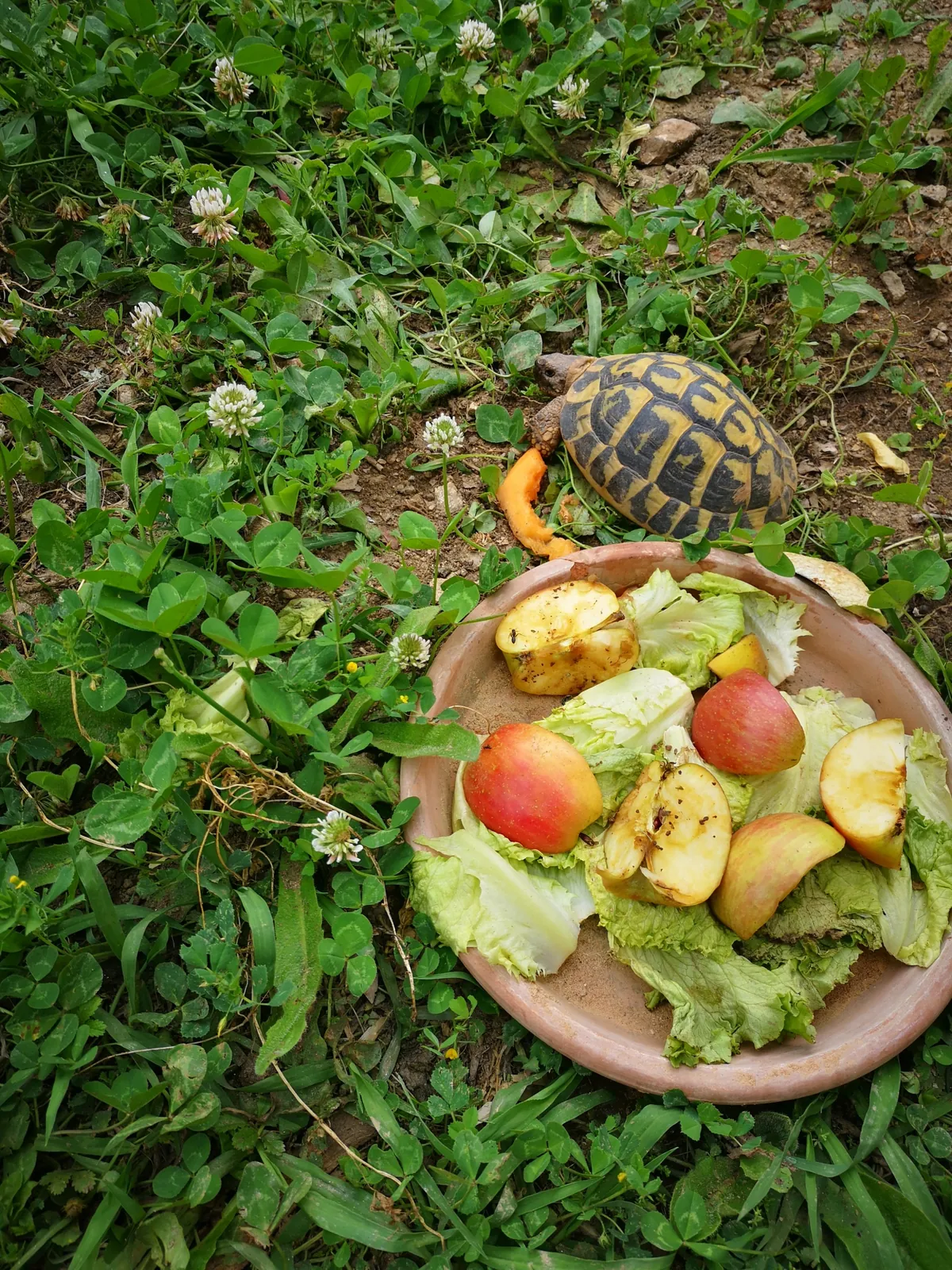  JARDIN DES TORTUES 