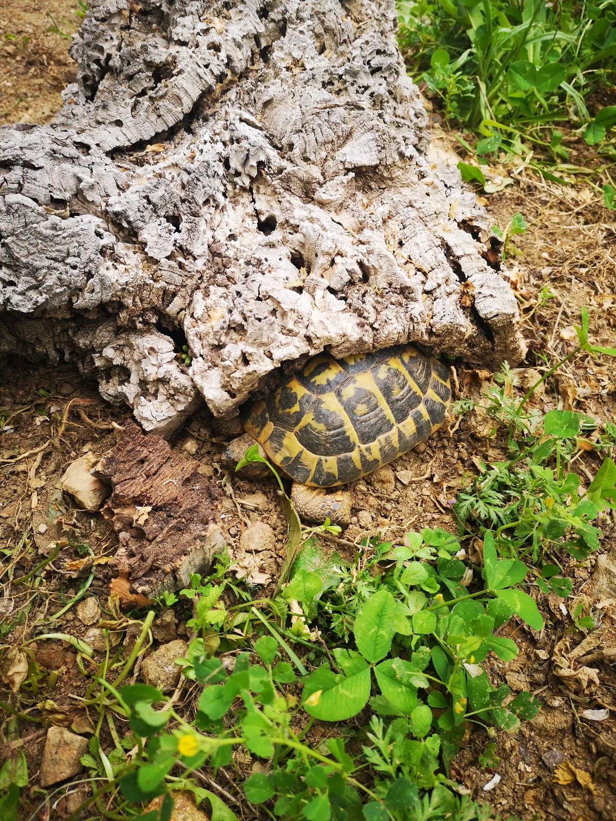  JARDIN DES TORTUES 