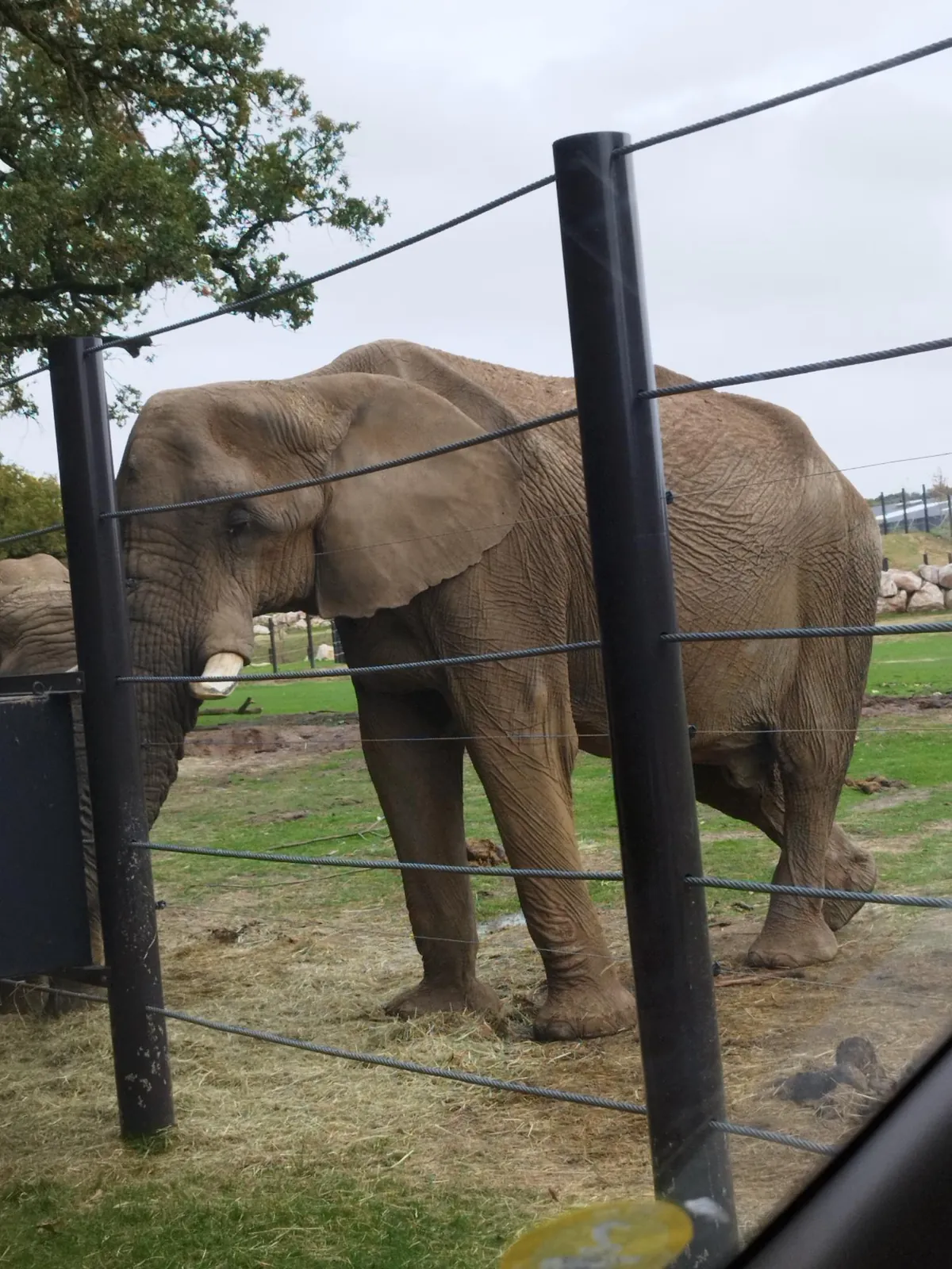 Premier safari à ouvrir ses portes en France : le parc zoologique de Thoiry !