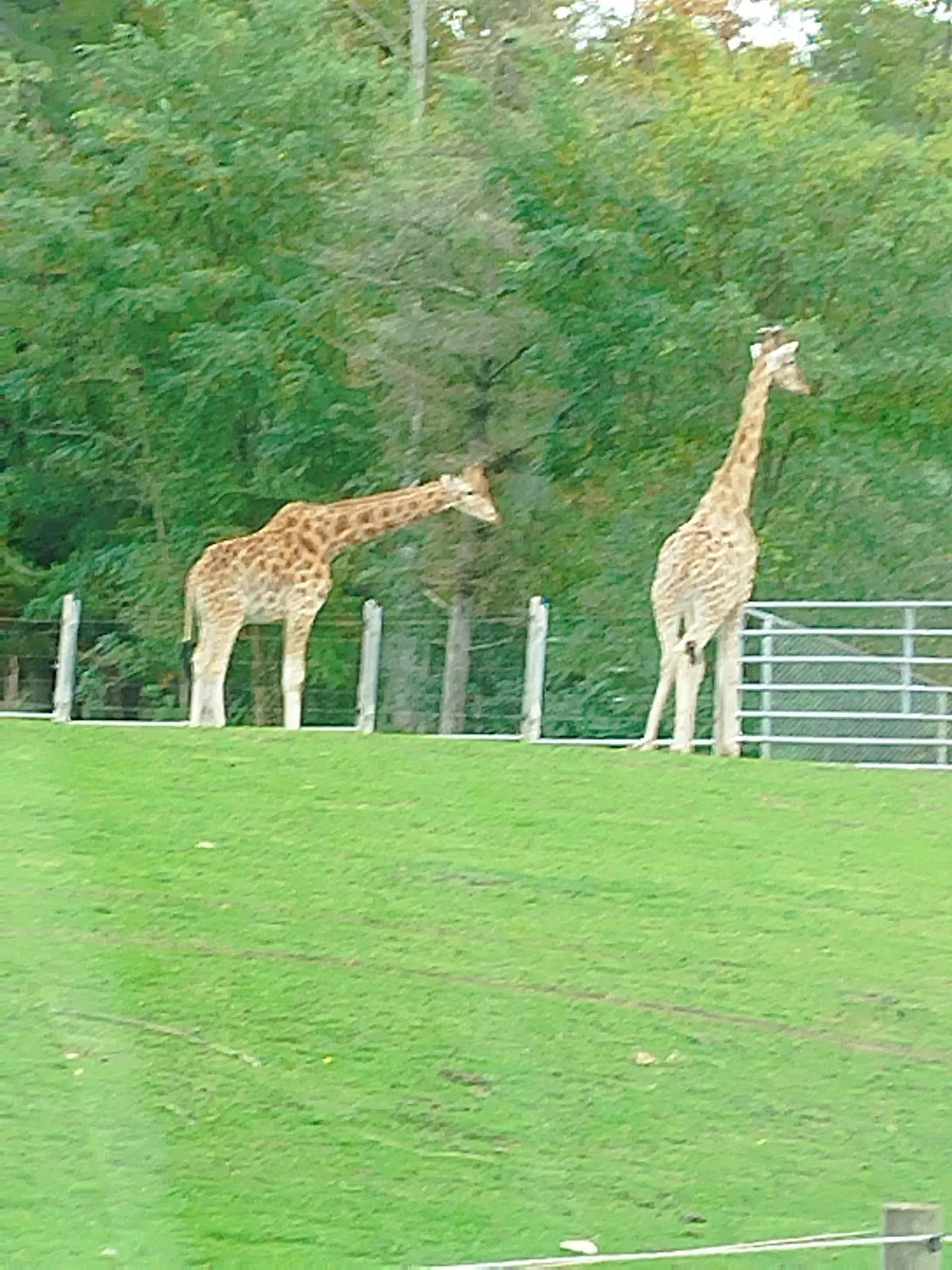 Premier safari à ouvrir ses portes en France : le parc zoologique de Thoiry !
