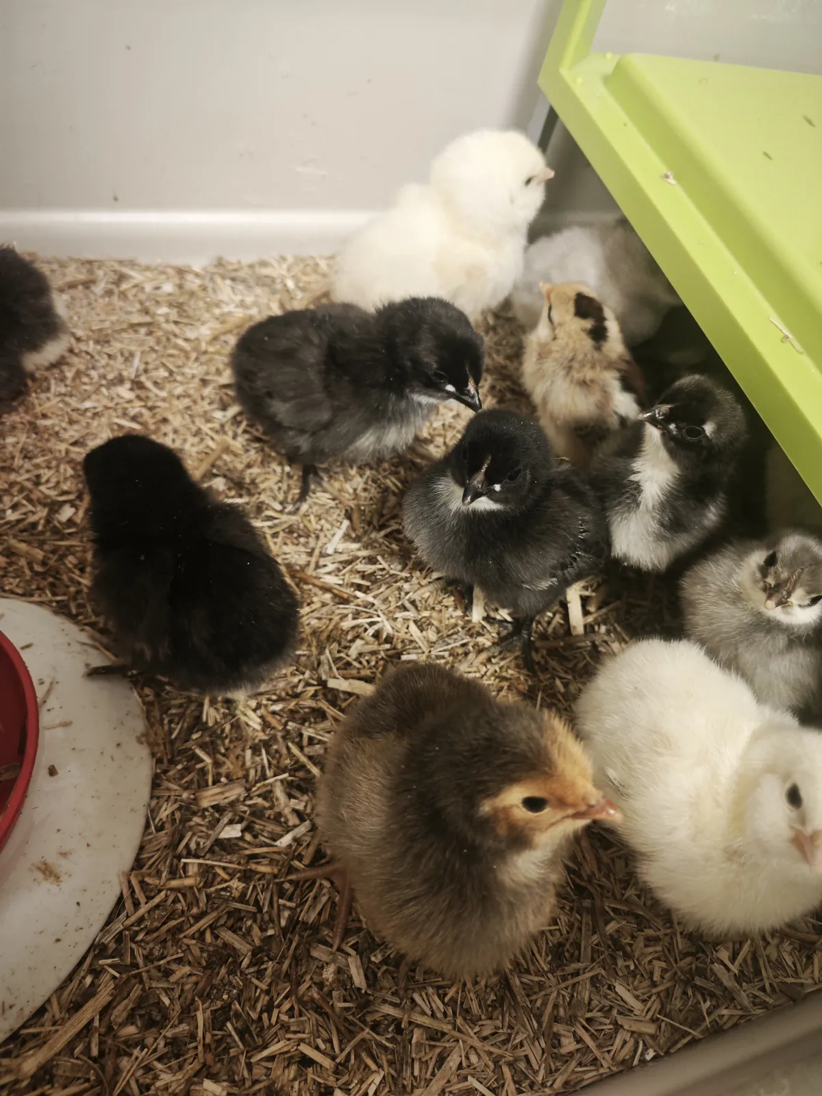 Des nouvelles de nos poussins ! 