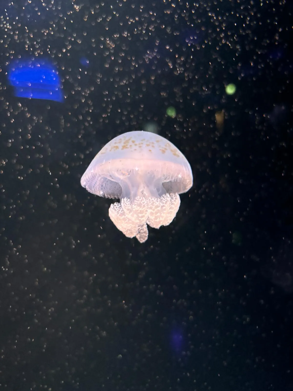 Une journée magique à l'Aquarium du Trocadéro 