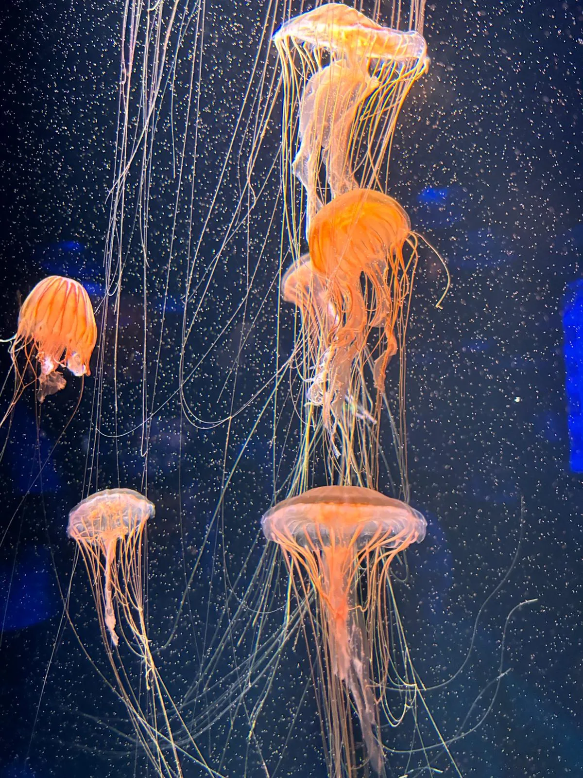 Une journée magique à l'Aquarium du Trocadéro 