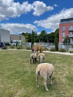 Un petit air de campagne à la résidence : un berger et ses moutons en visite !