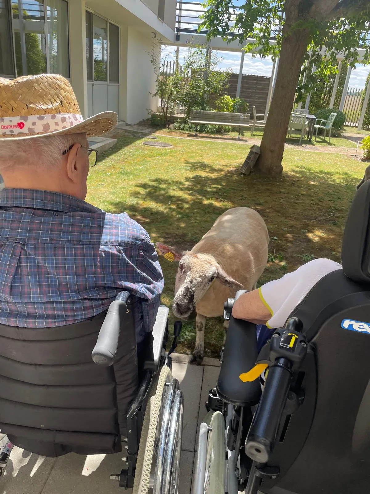 Un petit air de campagne à la résidence : un berger et ses moutons en visite !