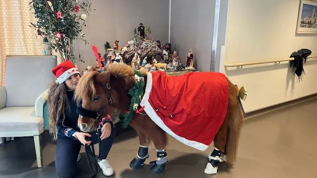 Poney Visiteur au Grand Chai 
