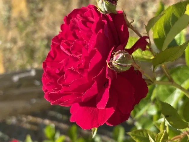 FLORAISON PRINTANIERE 