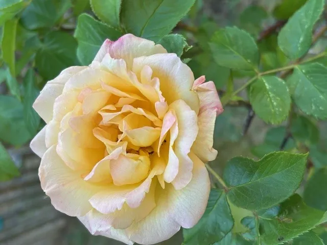 FLORAISON PRINTANIERE 