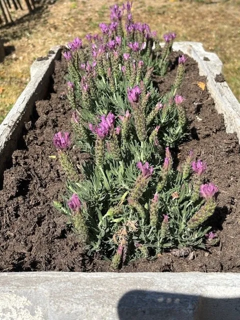 FLORAISON PRINTANIERE 