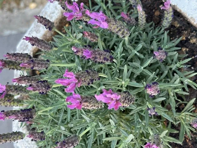 FLORAISON PRINTANIERE 