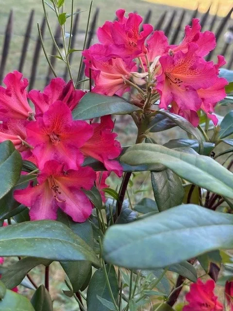 FLORAISON PRINTANIERE 