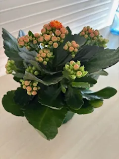 Bonne Fête des Mamies ! 