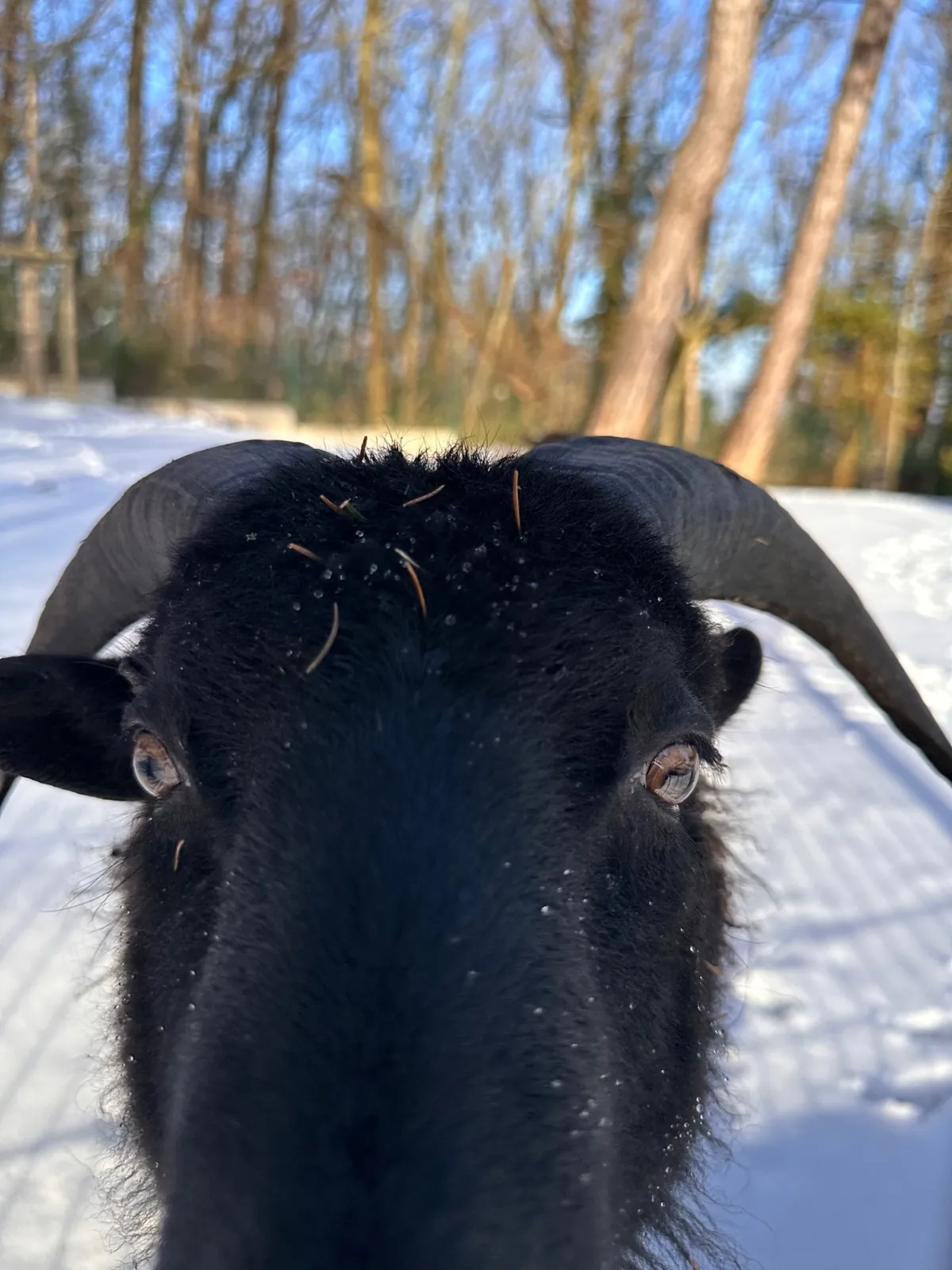 Andrésy sous la neige ! 