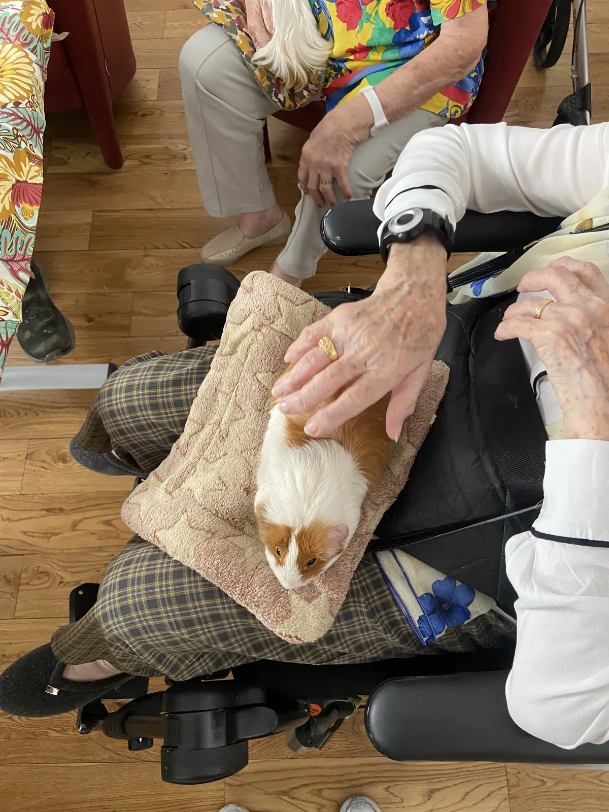 Séance de zoothérapie – Un moment de douceur à la résidence