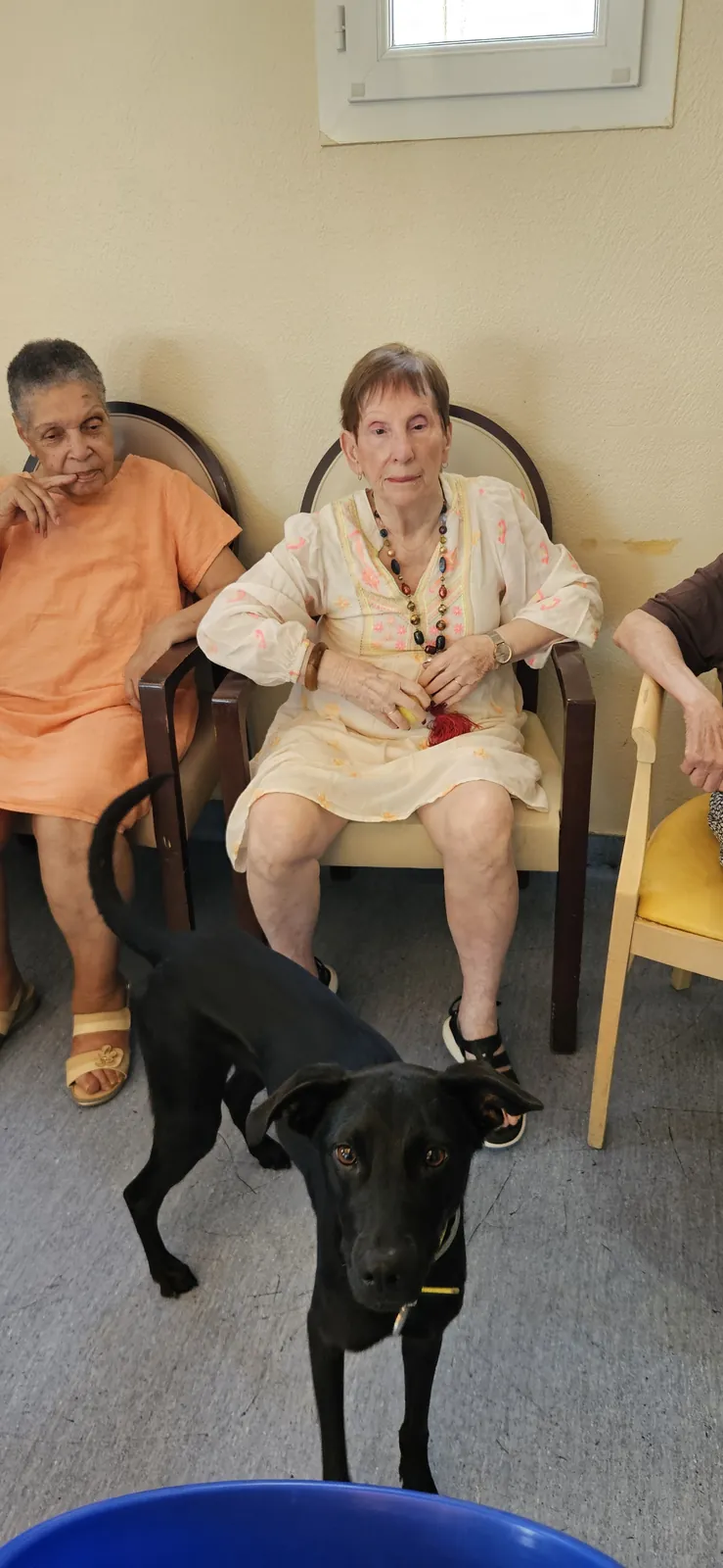 Médiation animale en unité de vie protégée. 