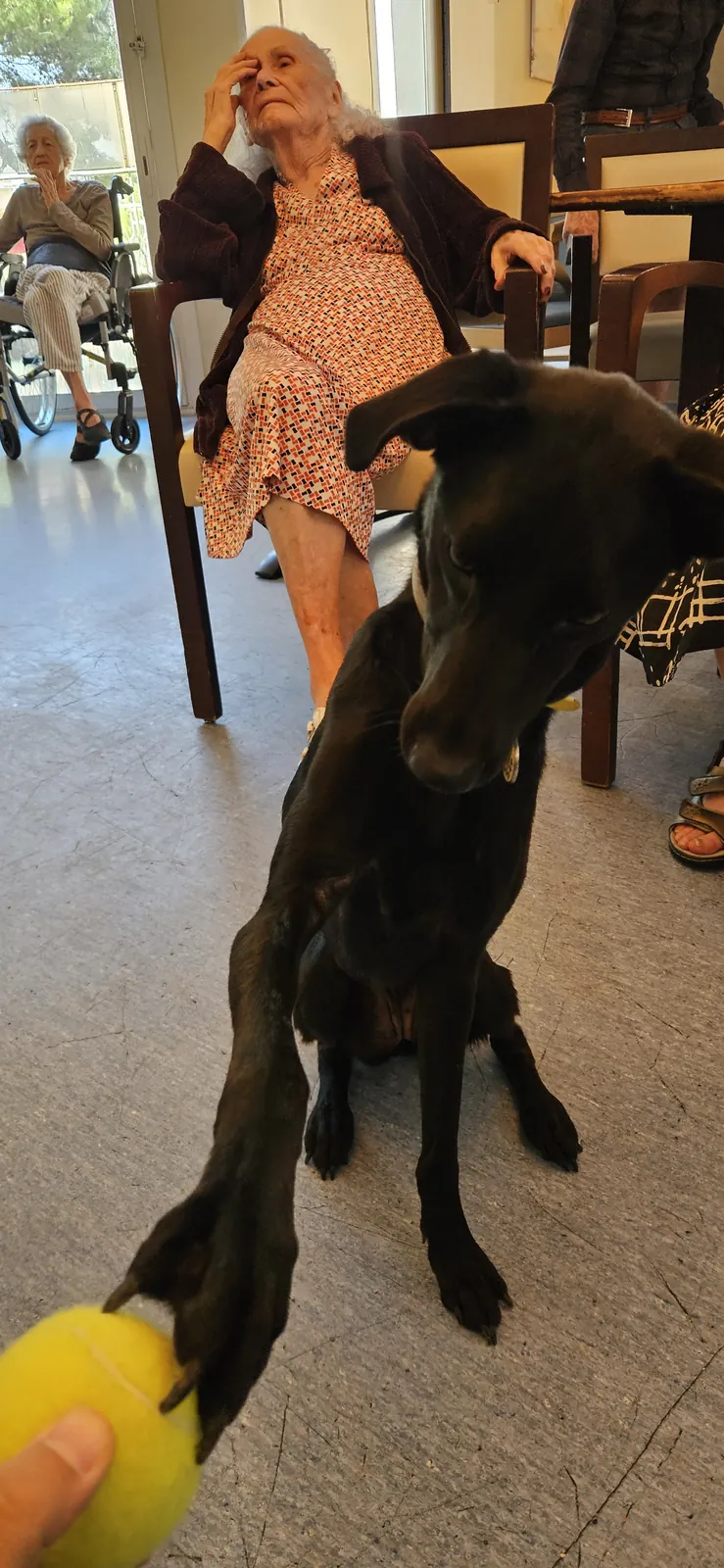 Médiation animale en unité de vie protégée. 