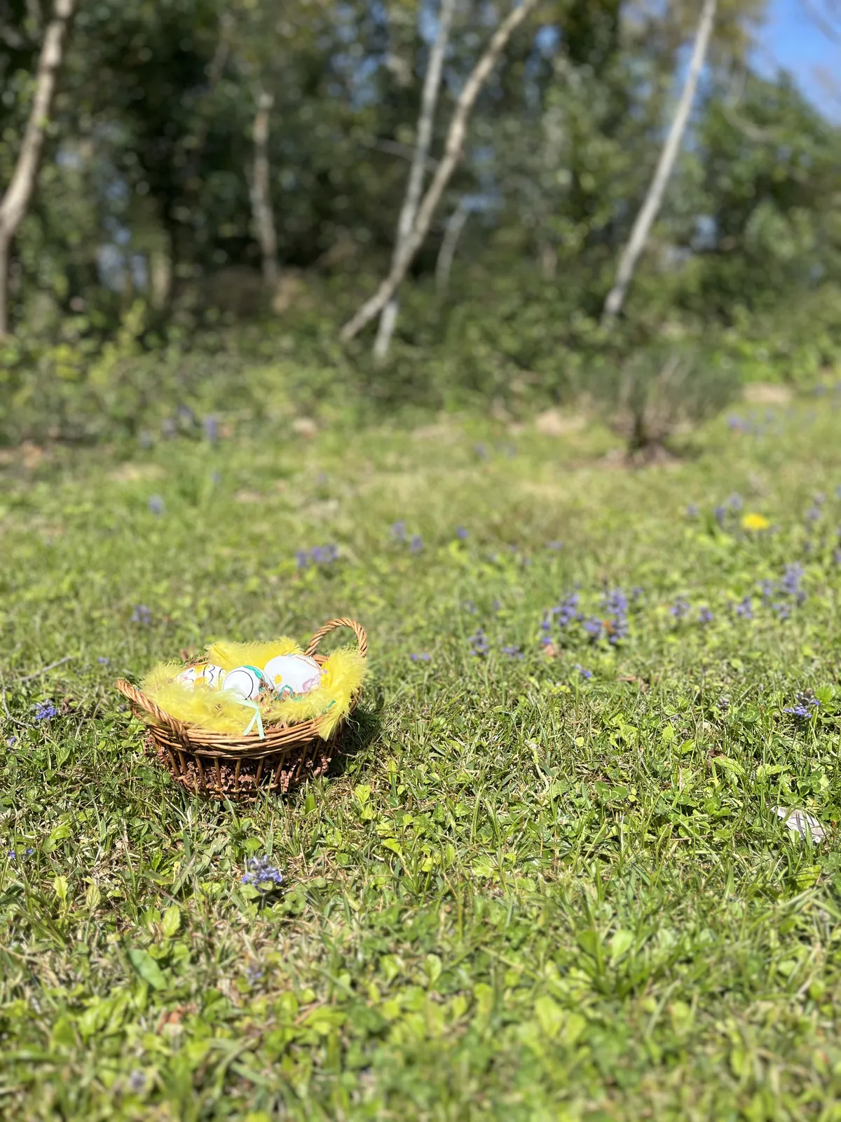 La chasse aux oeufs est ouverte !