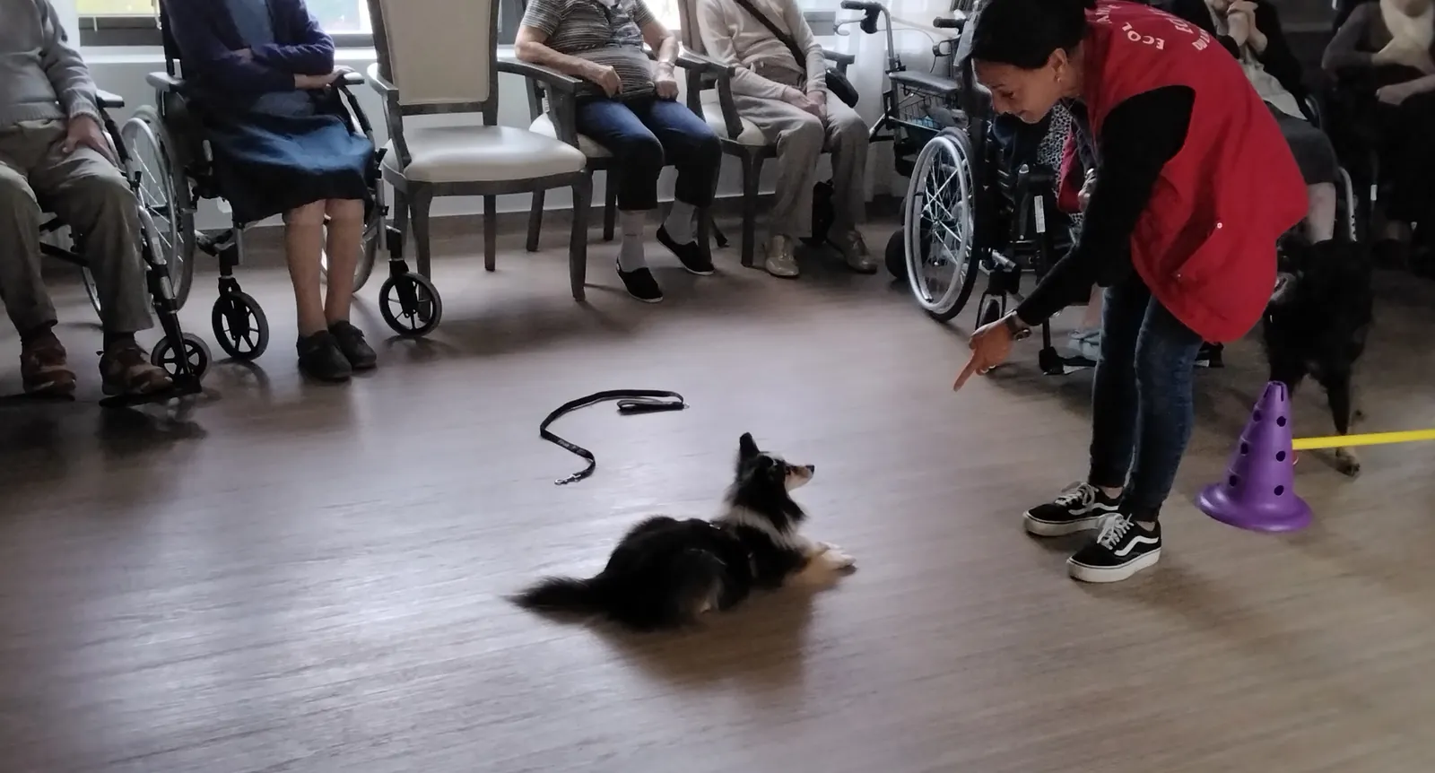 Chiens visiteurs à la résidence