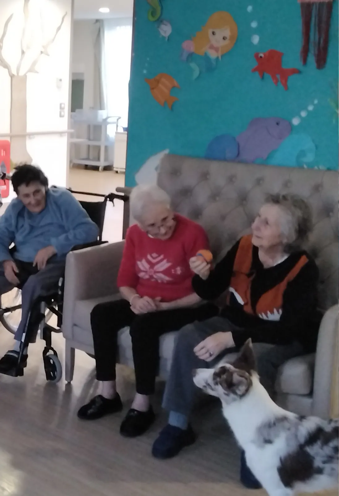 Chiens Visiteurs à la résidence