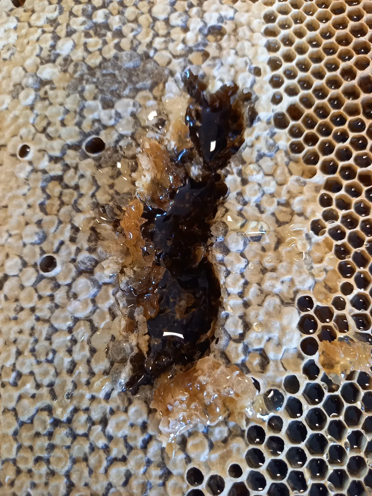 Découverte de l'apiculture !