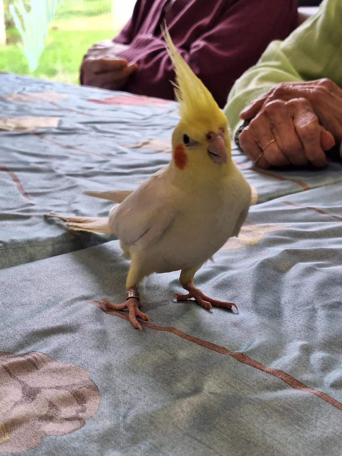Zoothérapie 