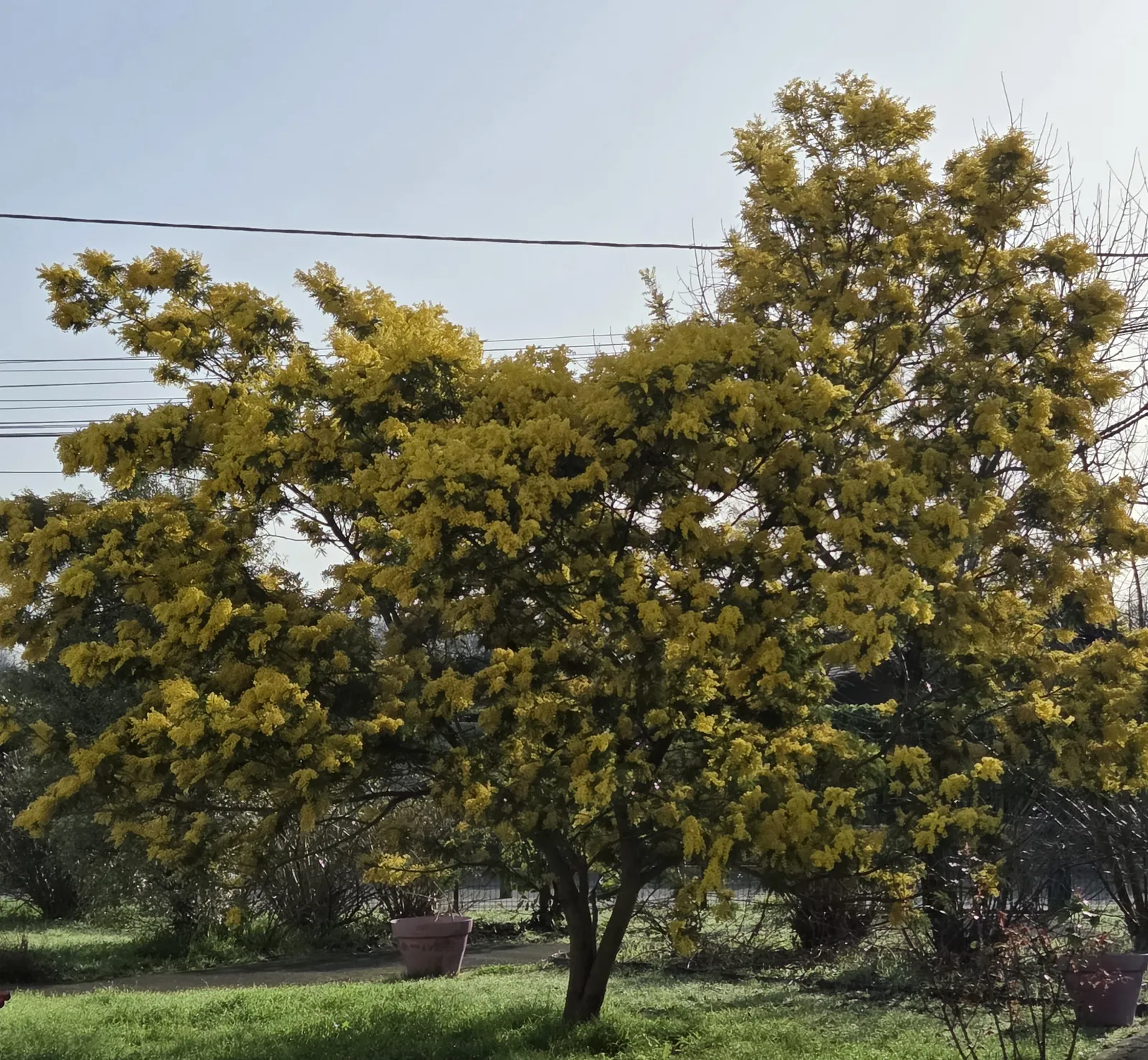 Un air de printemps : atelier bouquets de mimosa à la résidence