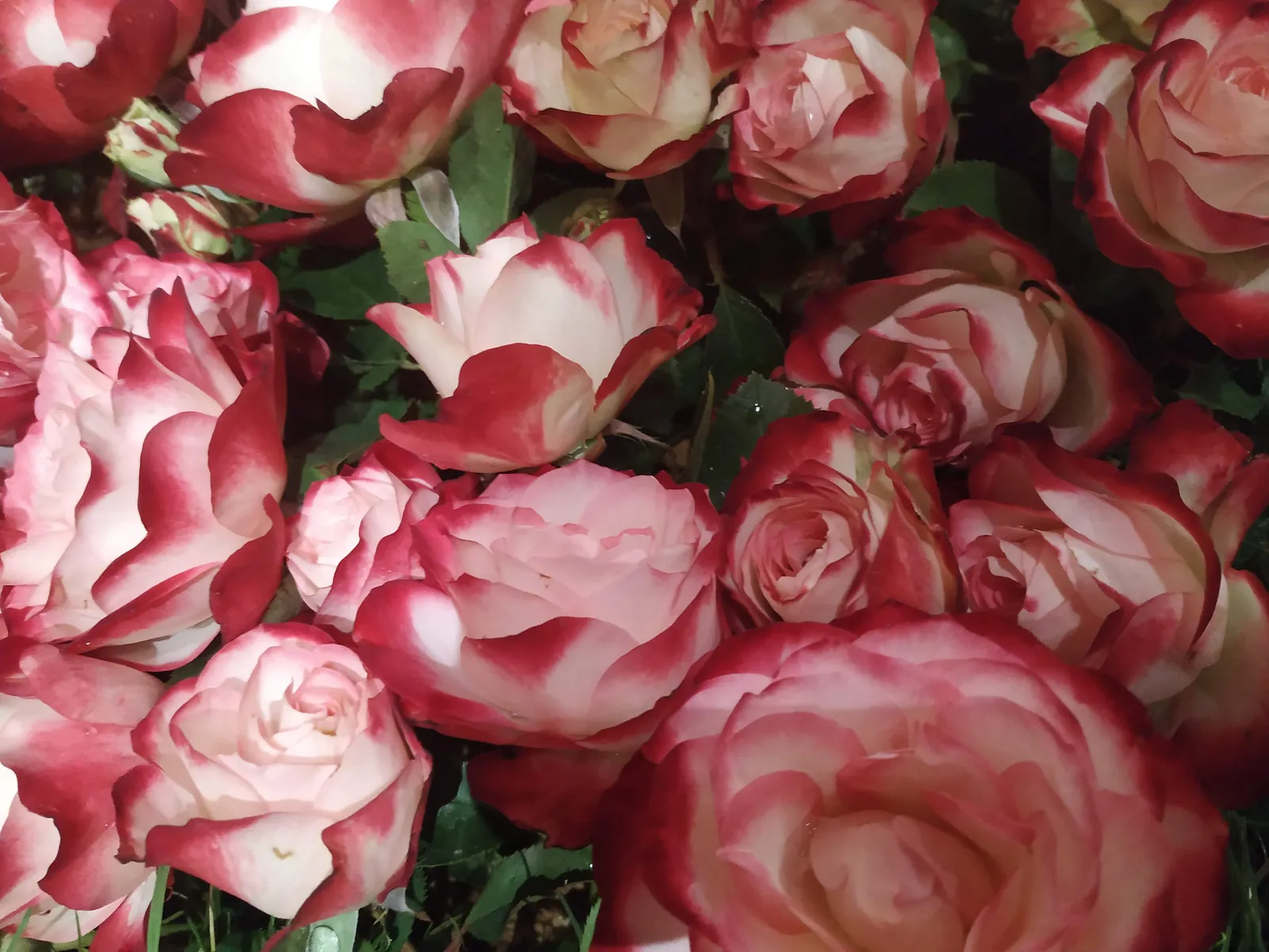 Visite de la fête de la rose !